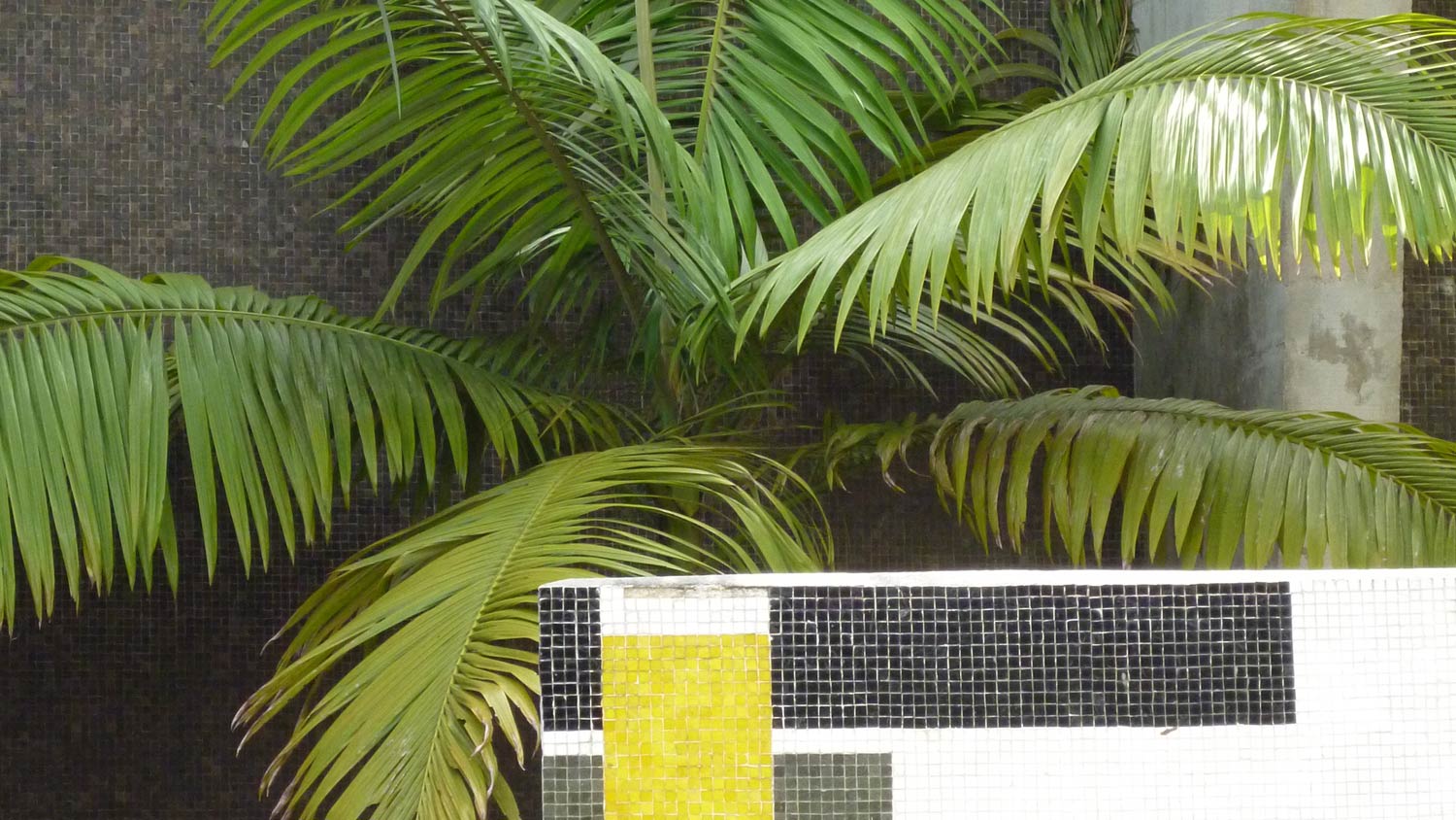 A palm against a grey tiled wall with a geometric tiled half wall in the foreground. 