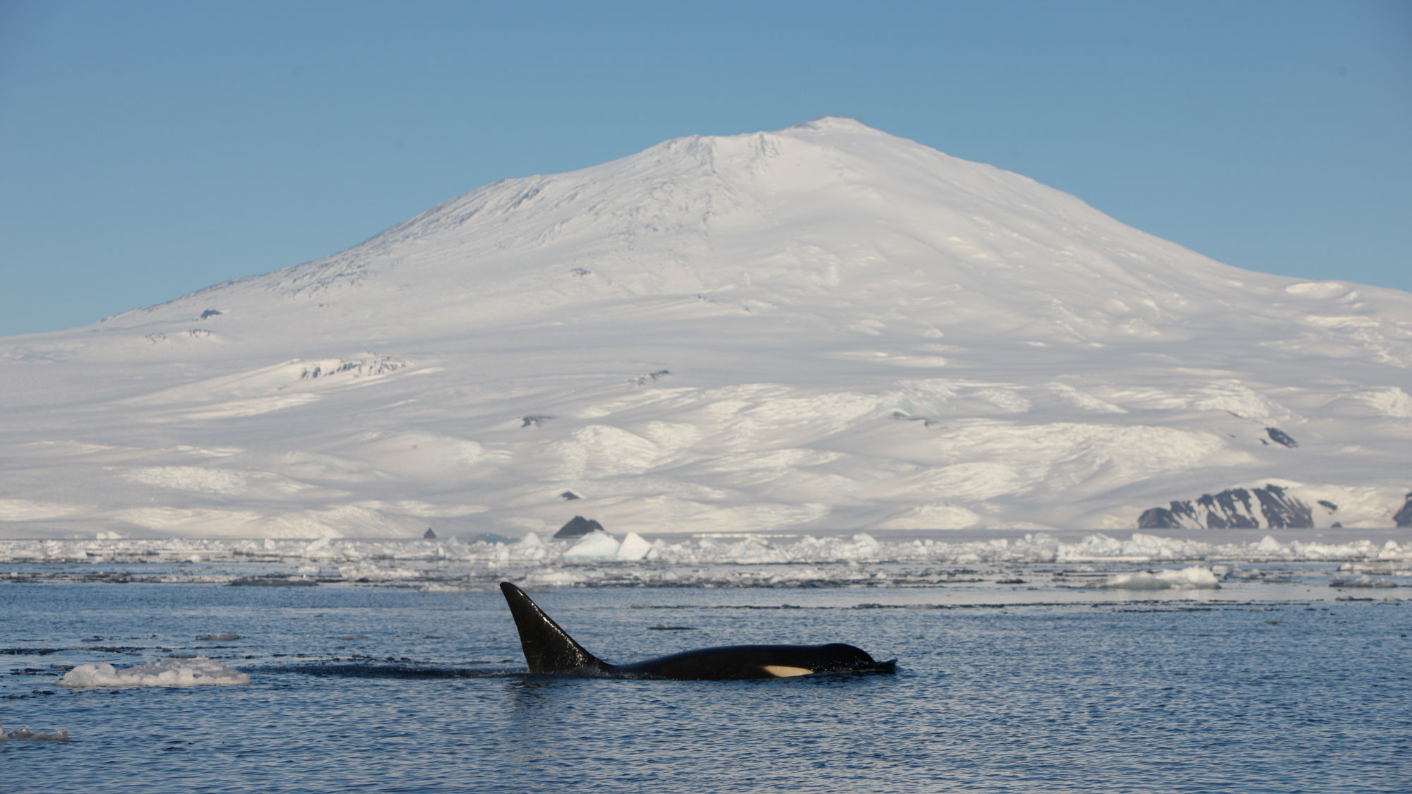 An orca whale swimming with fin out of the water front of a snow-covered mountain. 