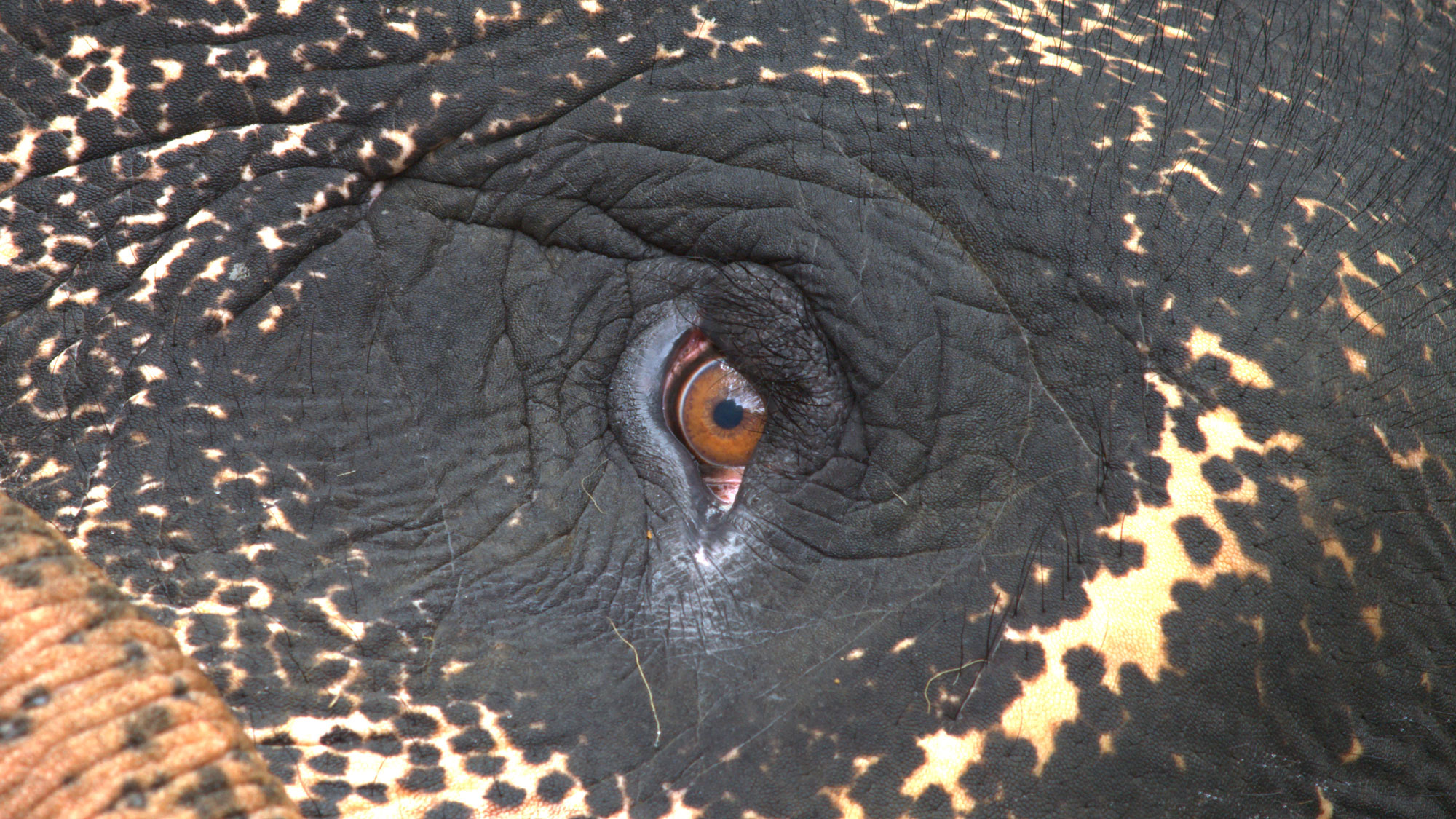 A tight shot of the eye of an elephant. 