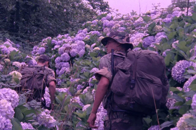 Two men in military BDU's walking up a hill covered in purple hydrangeas. 