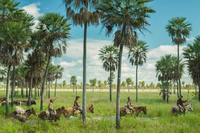 South American grasslands with four riders on horses among palm trees. 