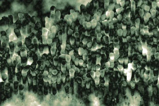 A microscopic image of green bacteria spores. 