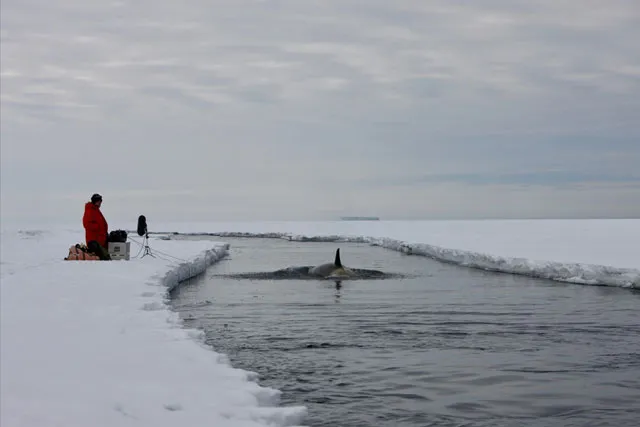 An orca whale fin passing through an icy channel as a person in a red coat looks on.