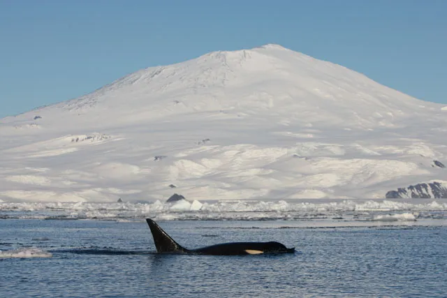 An orca whale swimming with fin out of the water front of a snow-covered mountain.