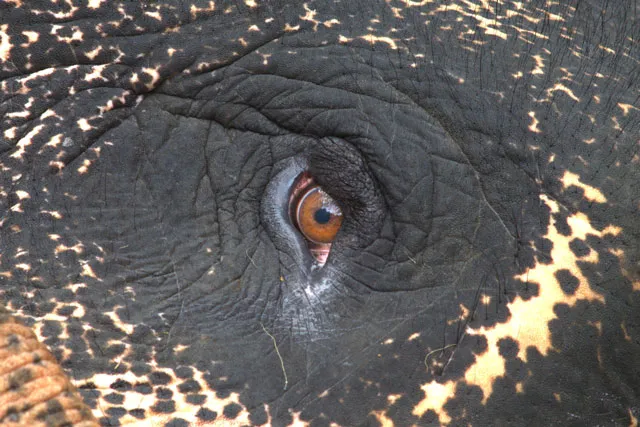 A tight shot of the eye of an elephant.