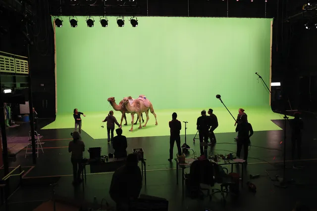 Two camels walking across a green screen in a black box studio. 