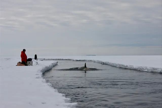 An orca whale fin passing through an icy channel as a person in a red coat looks on. 