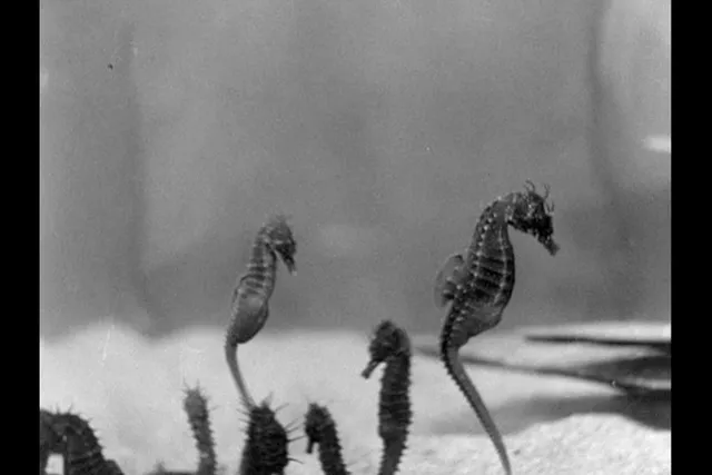 Seven seahorses in black and white floating in an aquarium. 