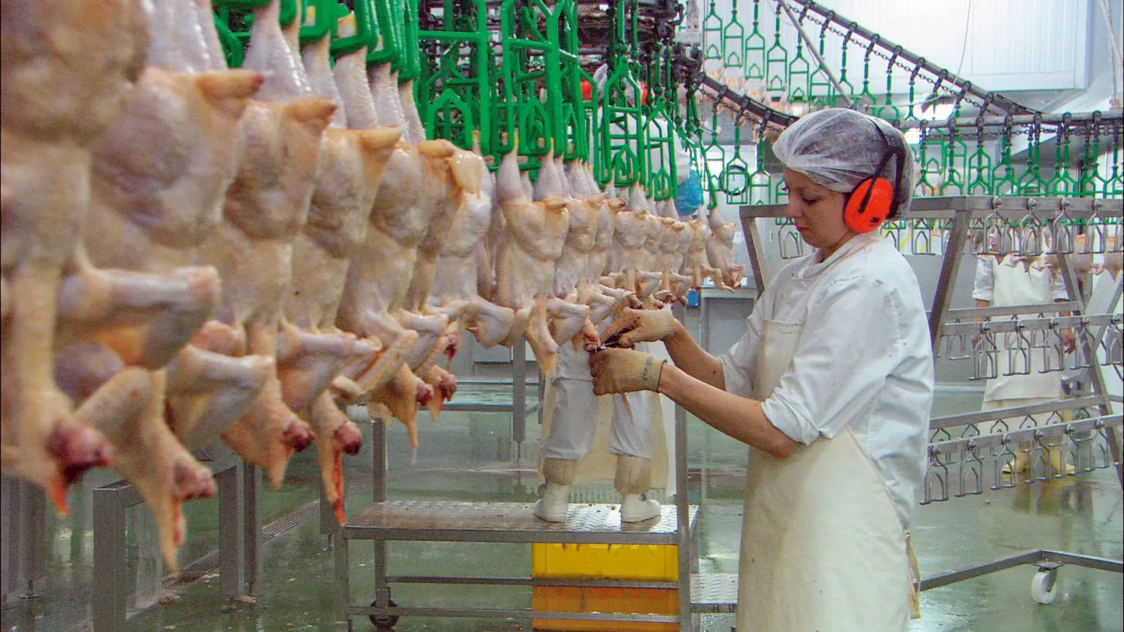 Dead and plucked chickens hanging by there feet from a green rack as a woman earring a hairnet and headphones processes one.