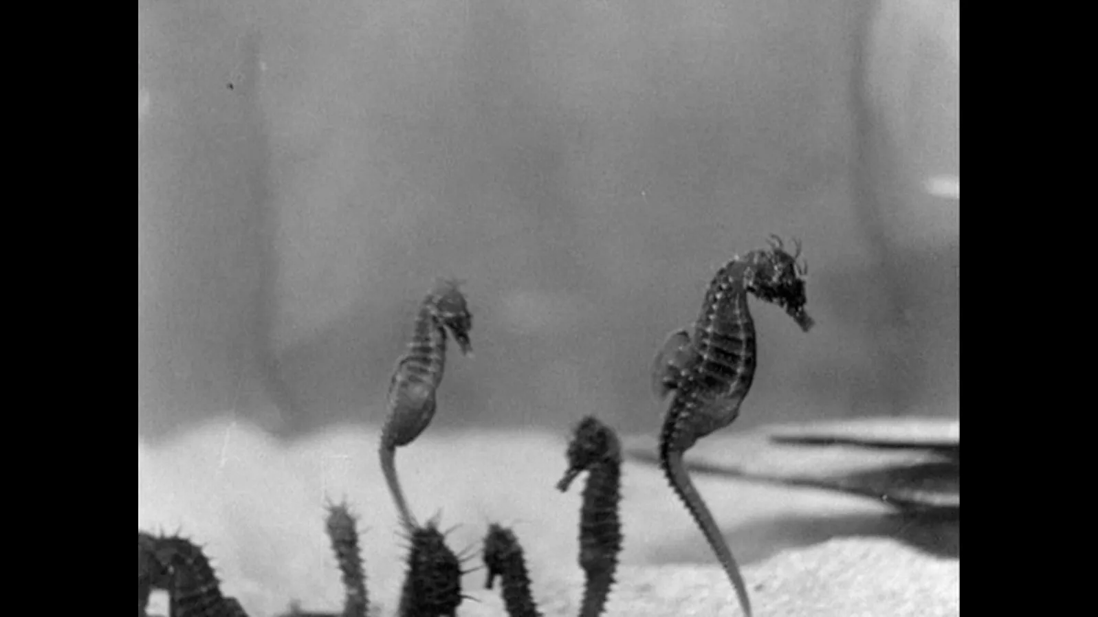 Seven seahorses in black and white floating in an aquarium. 
